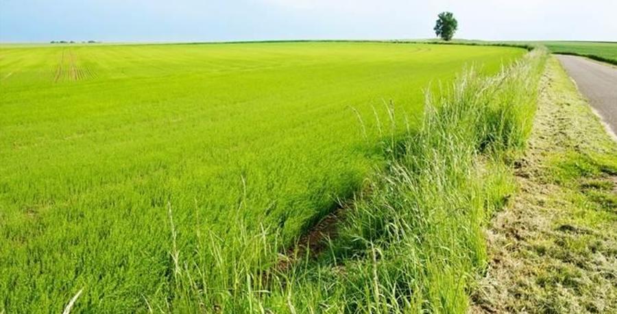 Teren agricol extravilan de 12500 mp, în Jegălia