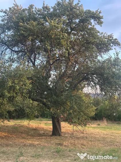 Teren de 2250 mp, în Picioru Lupului