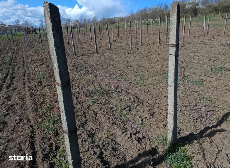 Teren de 708 mp, în Rediu