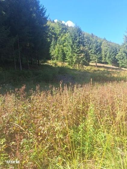 Teren de 10000 mp, în Curățele