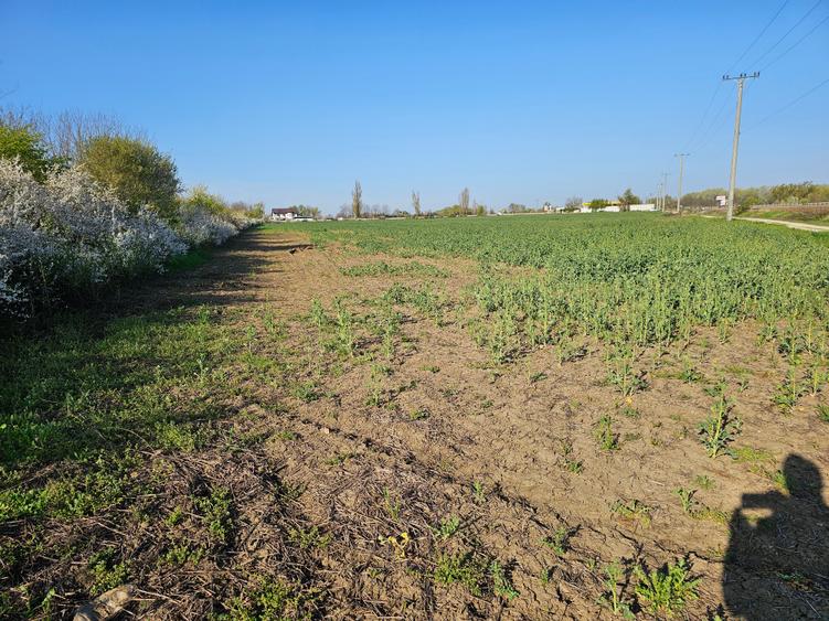 Teren Construcții intravilan de 10100 mp, în Potigrafu