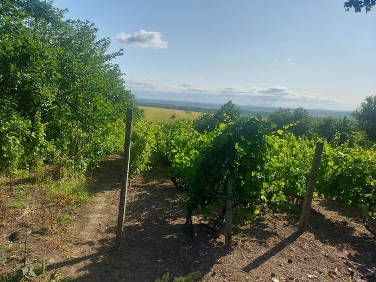 Casă cu 4 camere în Albița