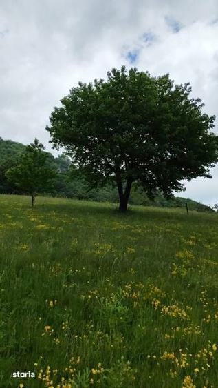 Teren de 10000 mp, în Cornereva