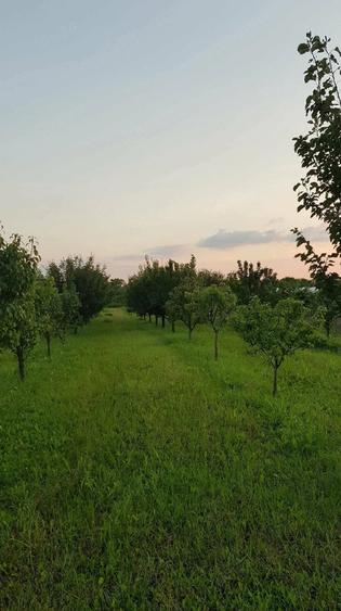 Teren de 2500 mp, în Giarmata