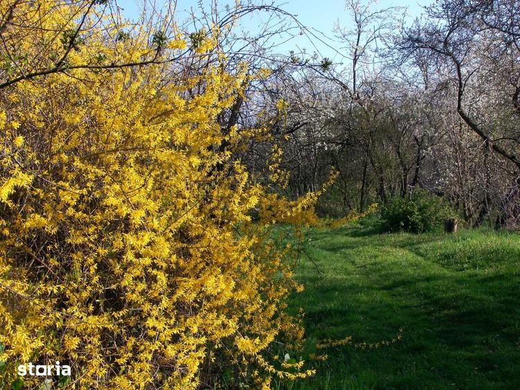 Teren de 14000 mp, în Mihai Viteazu