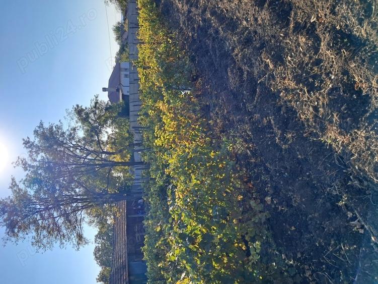 Casă cu 3 camere cu Teren 1354 Mp în Segarcea