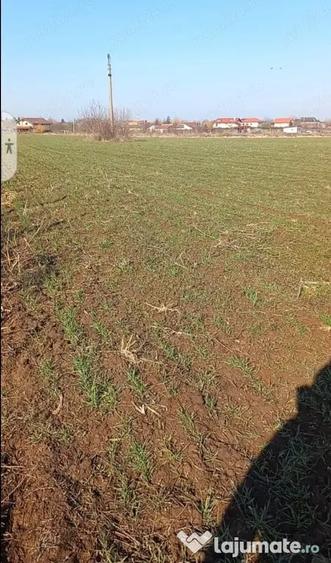 De vanzare urgent & negociabil teren 2500m in Ghermanesti Ilfov - 4