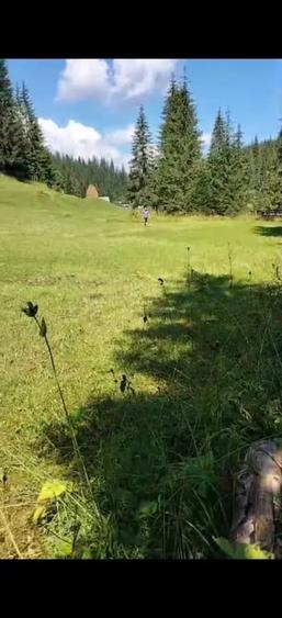 Teren de 4900 mp, în Poiana Horea