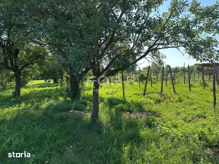 Teren de 3000 mp, în Tămășeu
