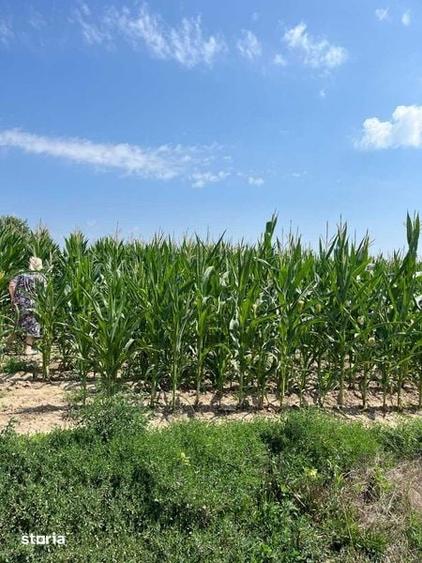 Teren intravilan 72 ari, sat Corocaiesti, comuna: Veresti - 1