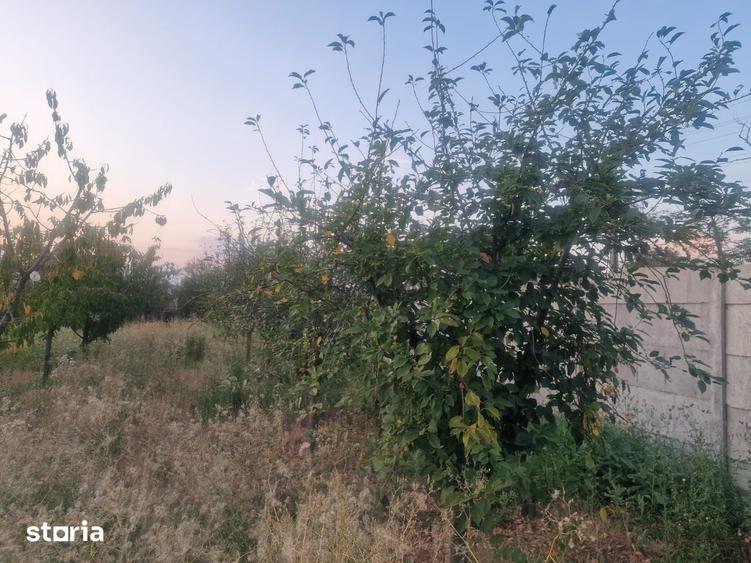 TEREN INTRAVILAN DE VANZARE ROBANE?TI, DOLJ | 5.000 MP - 5