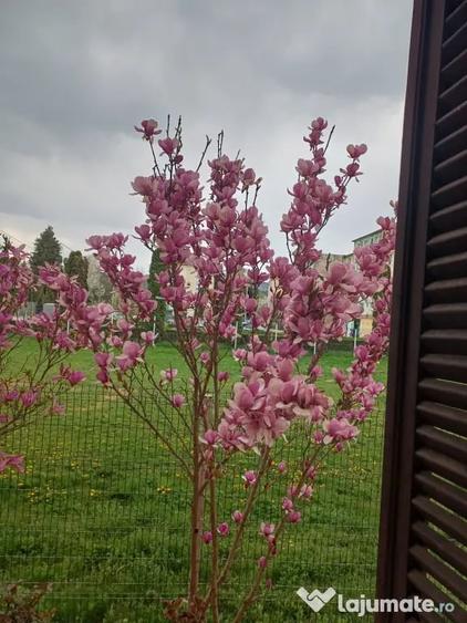 Apartament cu 2 camere decomandat în Coman