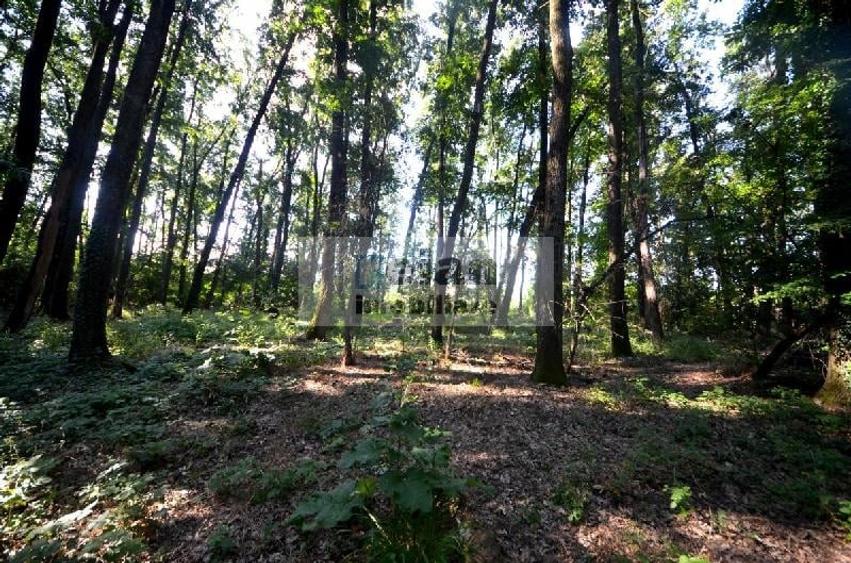Teren Construcții intravilan de 6000 mp, în Corbeanca
