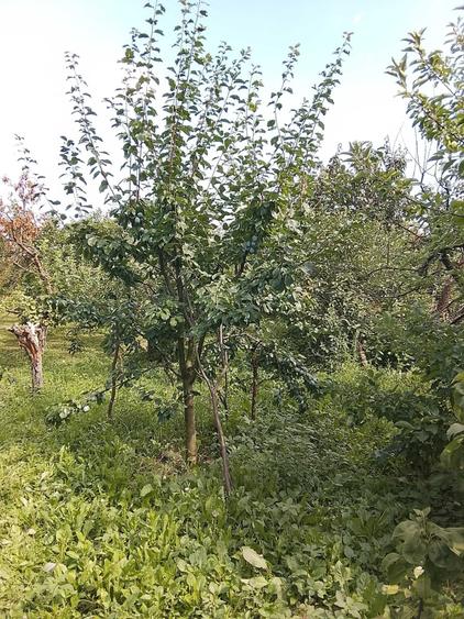 Casă cu 3 camere în Central
