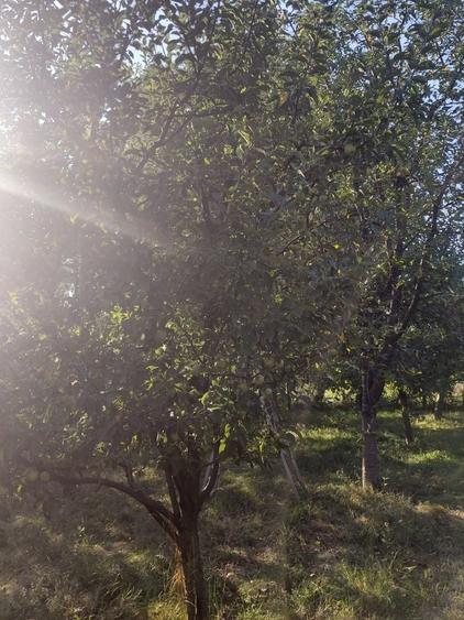 Teren de 1450 mp, în Bungard