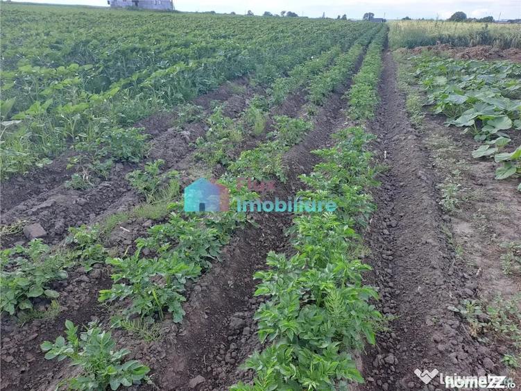 Teren de 4500 mp, în Reuseni
