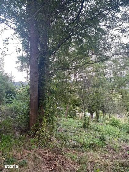 Teren de 2150 mp, în Vișinești