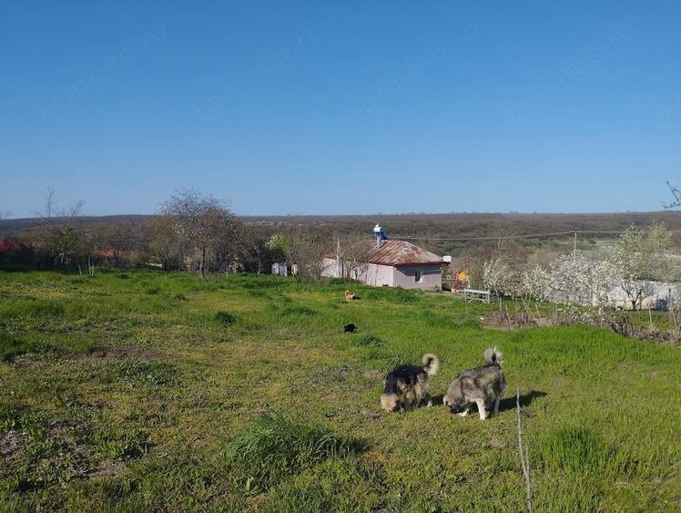 Casă cu 2 camere cu Teren 2500 Mp în Dumbrăveni
