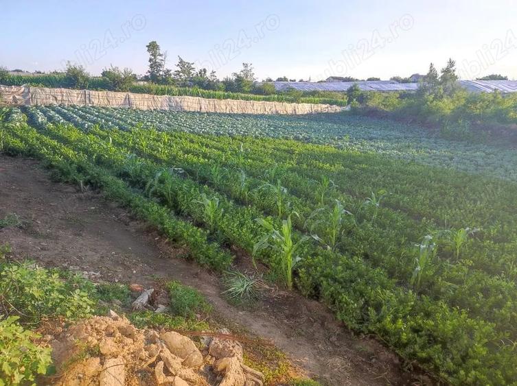 Casă cu Teren 3500 Mp în Central