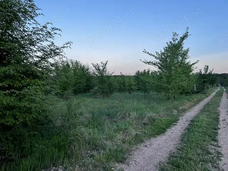 Teren de 2300 mp, în Ciolpani
