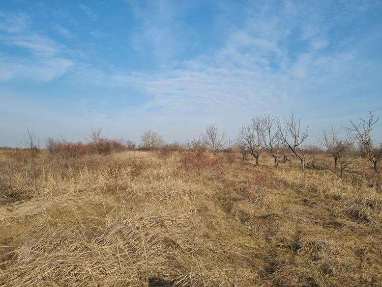 Teren Construcții intravilan de 2500 mp, în Adunații-Copăceni