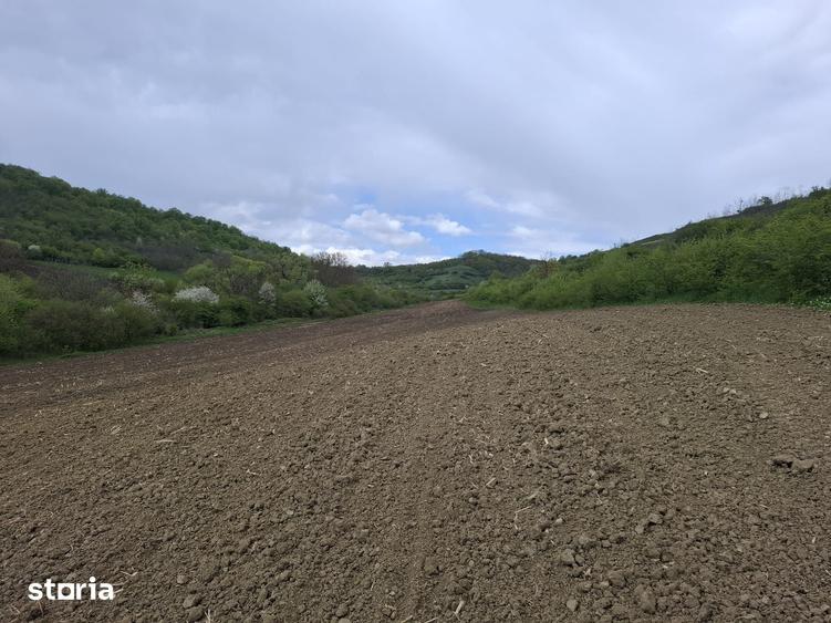 Teren de 5000 mp, în Gușterița
