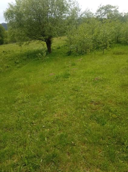 Teren Construcții extravilan de 5000 mp, în Vicovu de Jos