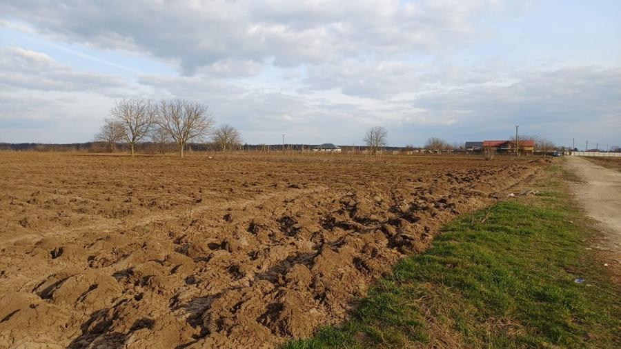 Teren agricol intravilan de 5093 mp, în Moara Vlăsiei