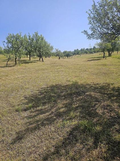 Teren de 11033 mp, în Nucșoara de Sus