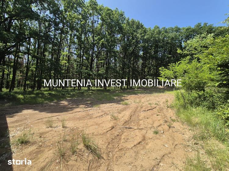 Teren de 1059 mp, în Moșoaia