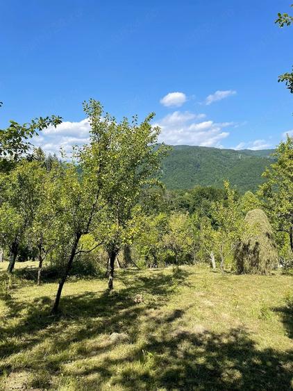 Teren de 6000 mp, în Vistieru