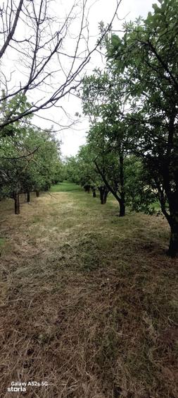 Teren de 1460 mp, în Dascălu
