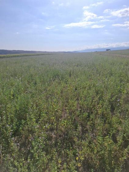 Teren de 400 mp, în Daia