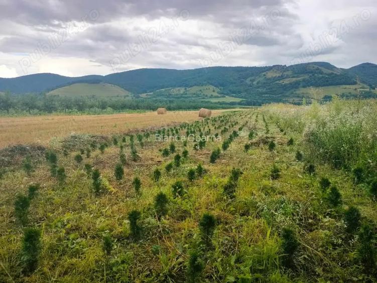 Vand teren Col?e?ti cu planta?ie tuia