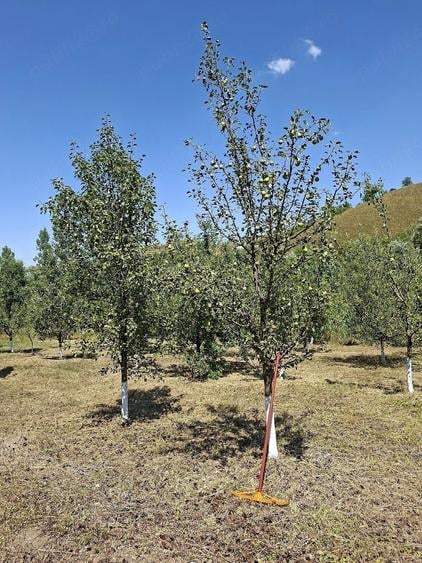 Teren de 4800 mp, în Căptălan