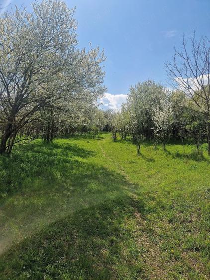 Teren de 3800 mp, în Moșteni