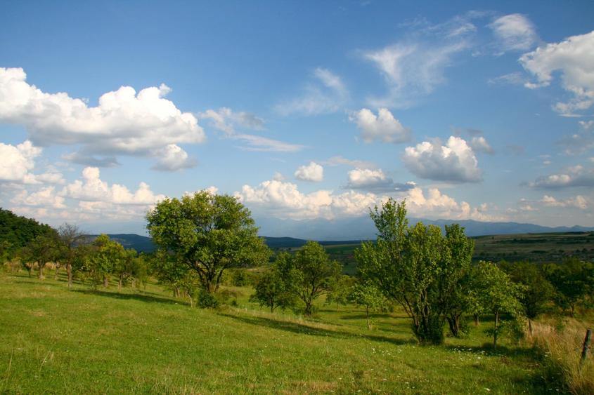 Teren Construcții extravilan de 600 mp, în Daia