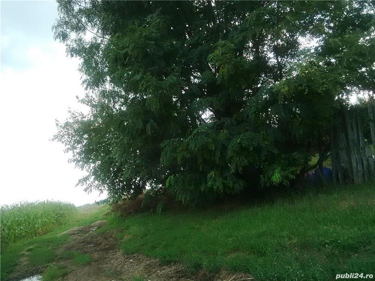 Teren de 7050 mp, în Albota