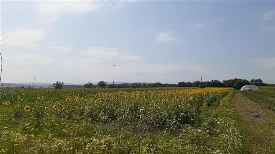 Teren agricol intravilan de 4971 mp, în Chiribiș