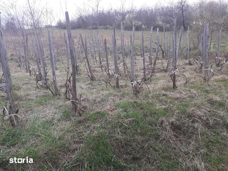 Teren de 760 mp, în Central