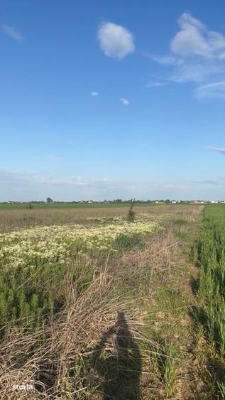 Teren de 631 mp, în Cernica