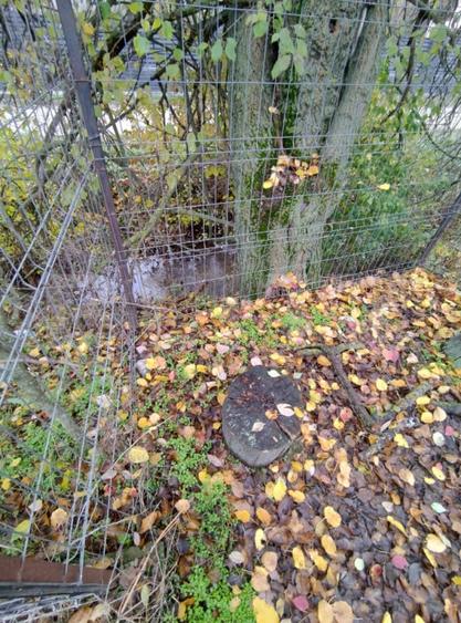 Casa de vacan?a, teren 1000 mp, parau la limita proprie - 2