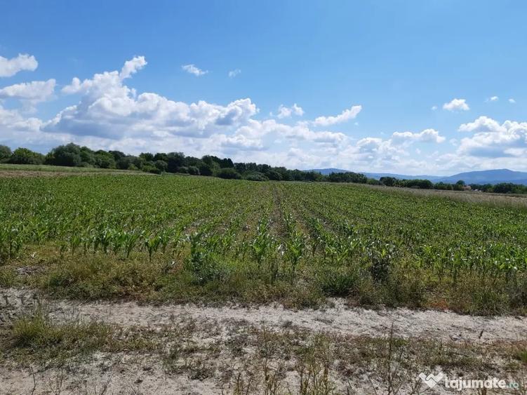 Teren agricol Podu Oltului la limita UAT Harman si UAT Prejmer 1,5 euro mp - 4