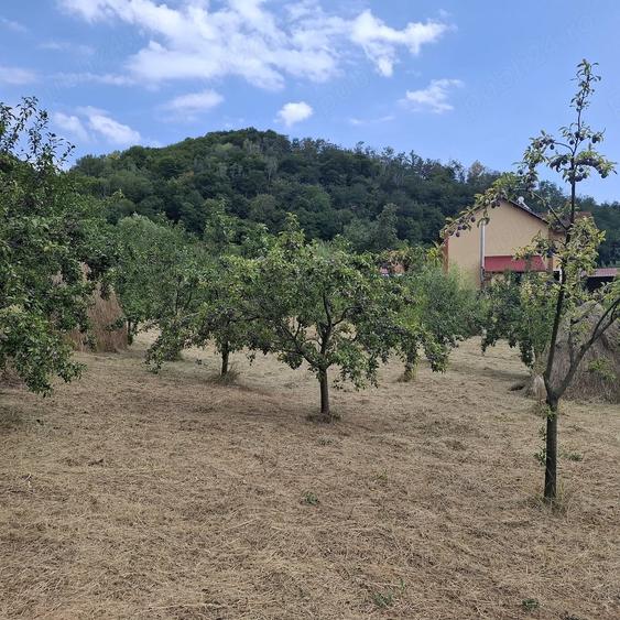 Teren de 7500 mp, în Cărpeniș