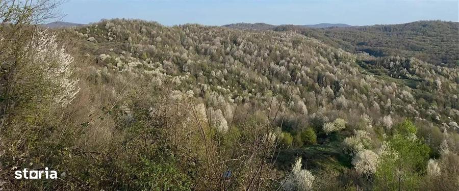 Teren de 5973 mp, în Provița de Jos