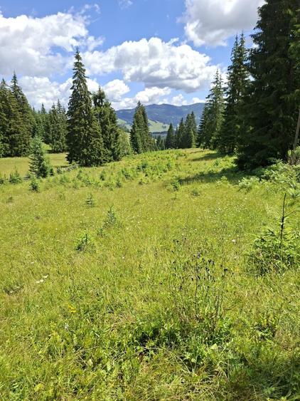 De vinzare Teren extravilan 24,578 m2,in Saru Dornei la 14 km de Vatra Dornei. - 3