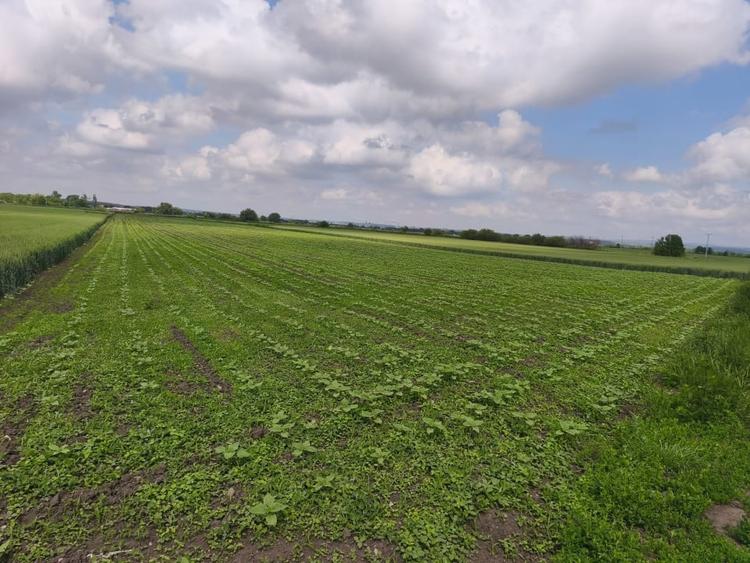 Teren Construcții intravilan de 8700 mp, în Exterior Nord