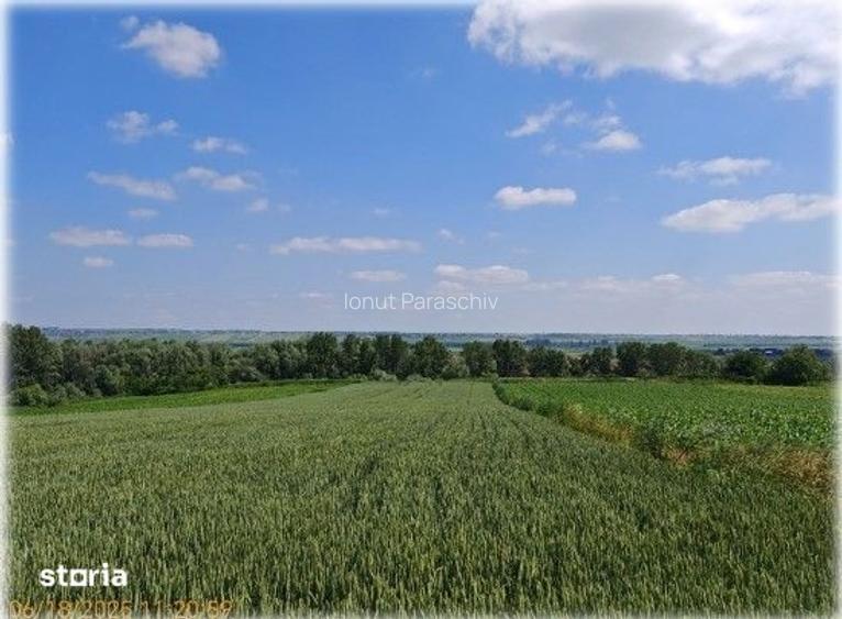 Teren extravilan Bosanci, ID: R2649420