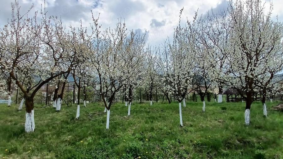 Teren de 2500 mp, în Teaca