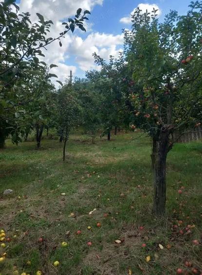 Casă cu Teren 5000 Mp în Sulița